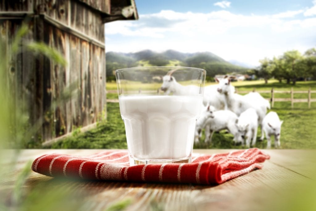Biến sữa dê thành sản phẩm OCOP độc đáo