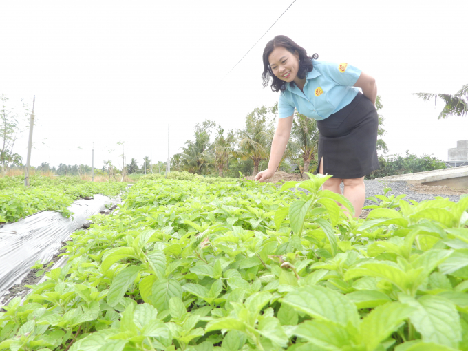 Bên cạnh sản xuất nấm đông trùng hạ thảo, Công ty Thiên Ân còn liên kết, bắt tay nhà nông xây dựng các vườn thảo dược làm nguyên liệu phụ trợ, giúp bà con phát triển kinh tế ổn định. Ảnh: Trần Trung.