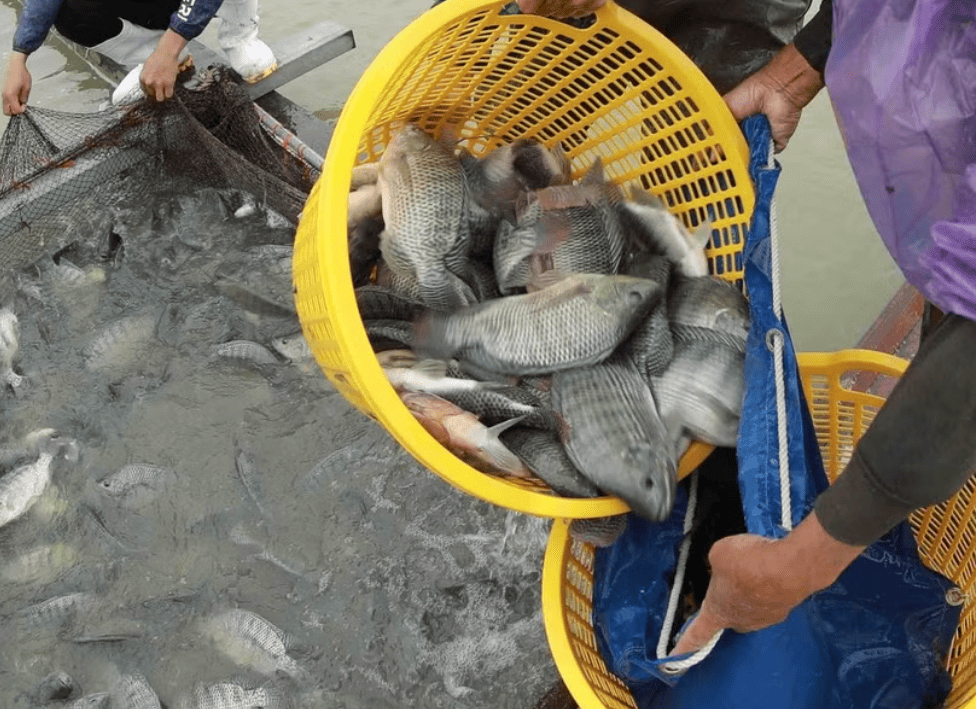 Vietnamese tilapia eye opportunities to make breakthrough